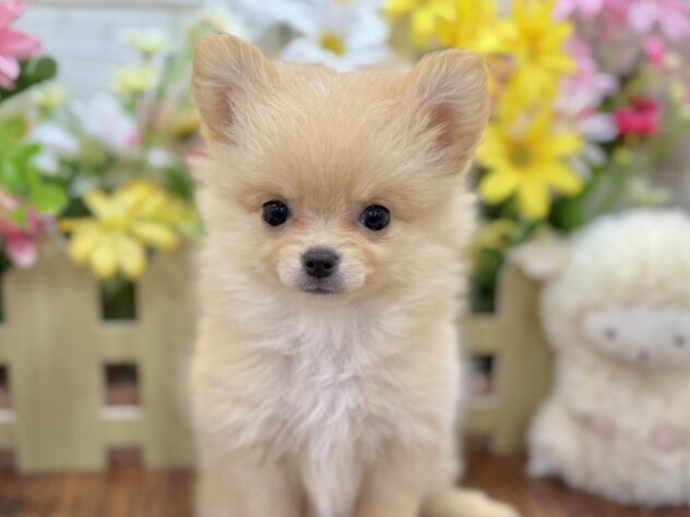兵庫県のハーフ犬・ミックス犬 (ワンキャラット アミーゴ姫路飾磨店/2026年2月19日生まれ/女の子/クリーム)の子犬の1枚目の画像