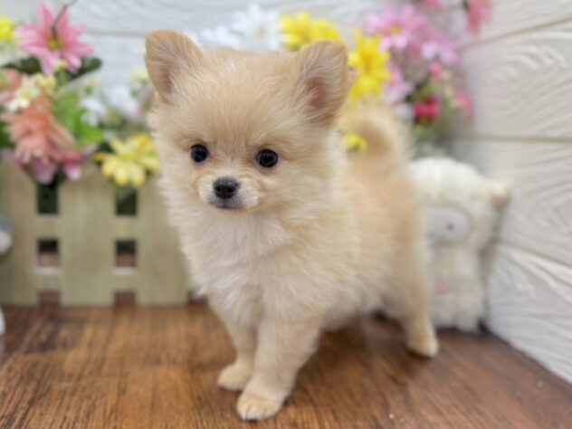 兵庫県のハーフ犬・ミックス犬 (ワンキャラット アミーゴ姫路飾磨店/2026年2月19日生まれ/女の子/クリーム)の子犬の2枚目の画像