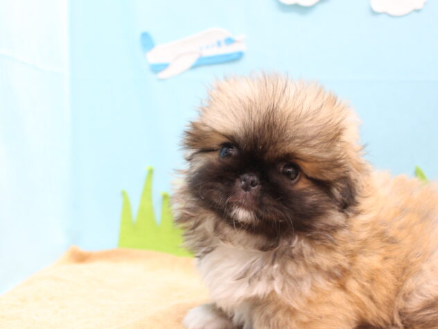 愛媛県のペキニーズ (アミーゴ今治店/2026年2月9日生まれ/女の子/フォーンホワイト)の子犬の1枚目の画像