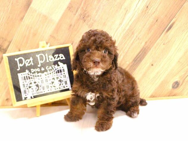 2026年2月6日生まれのトイプードル(トイ)