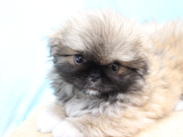 愛媛県のペキニーズ (アミーゴ今治店/2026年2月9日生まれ/女の子/フォーンホワイト)の子犬の3枚目の画像