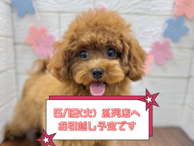 兵庫県のトイプードル(トイ) (ワンキャラット アミーゴ姫路飾磨店/2025年10月3日生まれ/女の子/レッド)の子犬の1枚目の画像