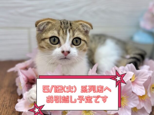 兵庫県のスコティッシュフォールド (ワンキャラット アミーゴ姫路飾磨店/2026年1月7日生まれ/男の子/ブラウンタビーホワイト)の子猫の1枚目の画像