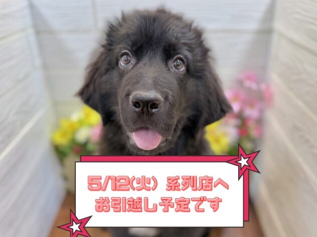 兵庫県のニューファンドランド (ワンキャラット アミーゴ姫路飾磨店/2026年1月25日生まれ/女の子/ブラックホワイト)の子犬の1枚目の画像