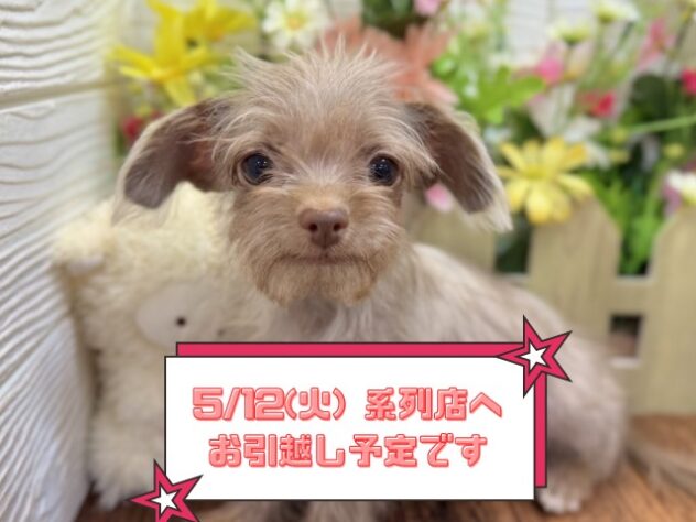 兵庫県のチワプー/プーチー(チワワ×プードル) (ワンキャラット アミーゴ姫路飾磨店/2025年12月28日生まれ/男の子/08 チョコレート系)の子犬の1枚目の画像
