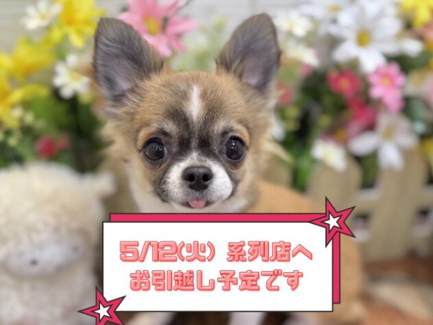兵庫県のチワワ(ロング) (ワンキャラット アミーゴ姫路飾磨店/2025年10月31日生まれ/男の子/レッドホワイト)の子犬の1枚目の画像