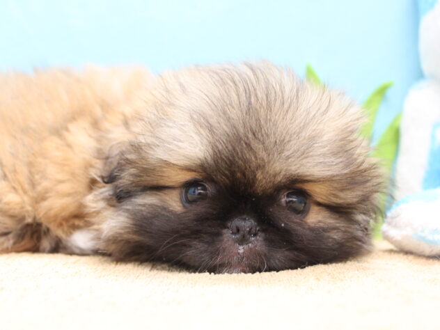 愛媛県のペキニーズ (アミーゴ今治店/2026年2月9日生まれ/女の子/フォーンホワイト)の子犬の2枚目の画像