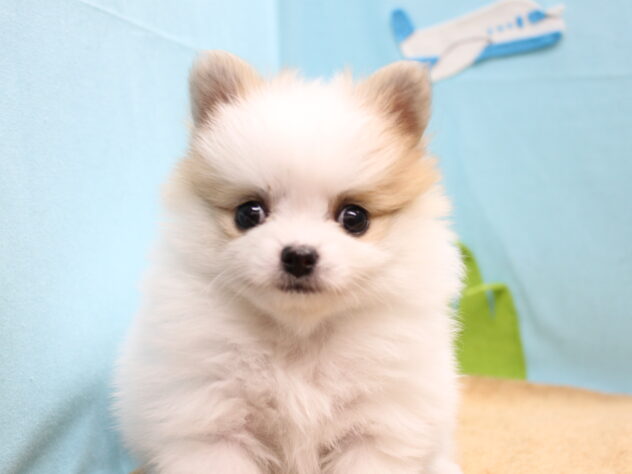 愛媛県のハーフ犬・ミックス犬 (アミーゴ今治店/2026年2月8日生まれ/女の子/パーティーカラー)の子犬の1枚目の画像