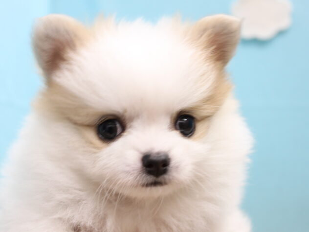 愛媛県のハーフ犬・ミックス犬 (アミーゴ今治店/2026年2月8日生まれ/女の子/パーティーカラー)の子犬の2枚目の画像