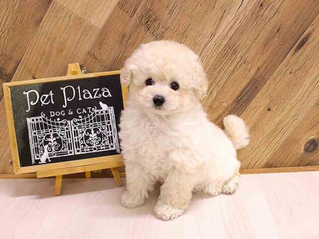 兵庫県のトイプードル(トイ) (ペット・プラザ アミーゴつかしん店/2026年2月18日生まれ/女の子/ホワイト)の子犬の1枚目の画像