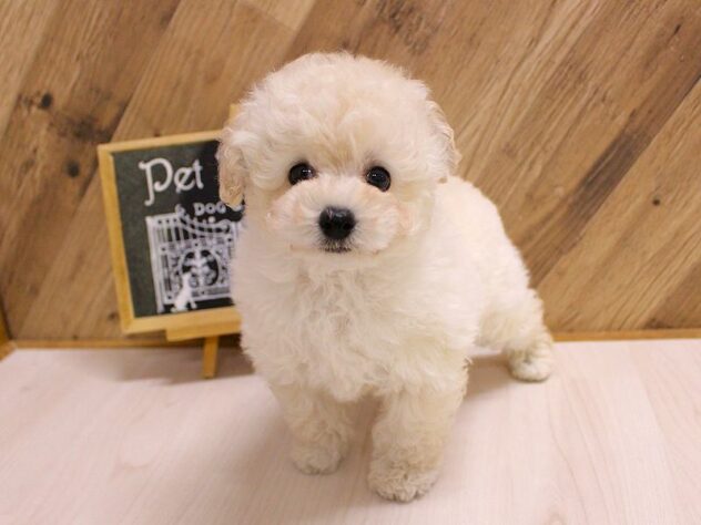 兵庫県のトイプードル(トイ) (ペット・プラザ アミーゴつかしん店/2026年2月18日生まれ/女の子/ホワイト)の子犬の4枚目の画像