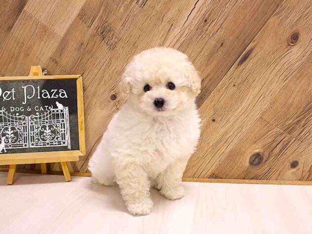 兵庫県のトイプードル(トイ) (ペット・プラザ アミーゴつかしん店/2026年2月18日生まれ/女の子/ホワイト)の子犬の3枚目の画像