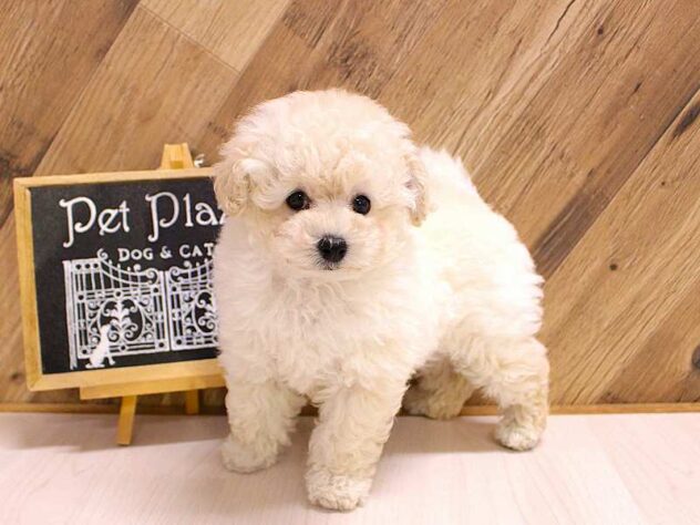 兵庫県のトイプードル(トイ) (ペット・プラザ アミーゴつかしん店/2026年2月18日生まれ/女の子/ホワイト)の子犬の2枚目の画像