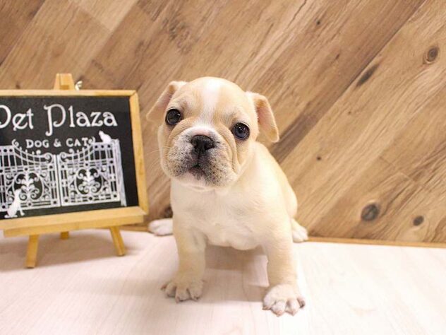 2026年2月22日生まれのフレンチブルドッグ