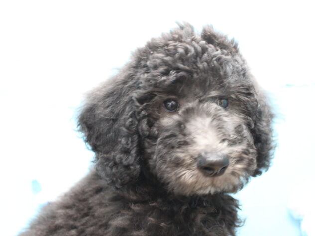 愛媛県のスタンダードプードル (アミーゴ今治店/2026年1月27日生まれ/男の子/シルバー)の子犬の2枚目の画像