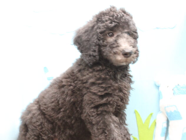 愛媛県のスタンダードプードル (アミーゴ今治店/2026年1月27日生まれ/男の子/シルバー)の子犬の3枚目の画像