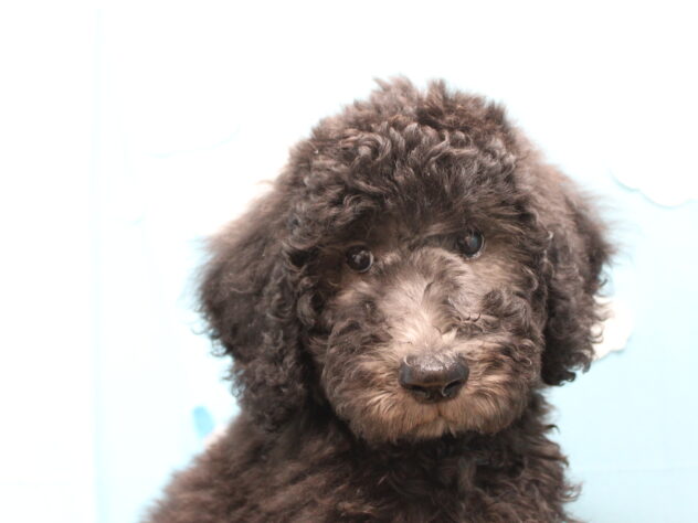 愛媛県のスタンダードプードル (アミーゴ今治店/2026年1月27日生まれ/男の子/シルバー)の子犬の1枚目の画像