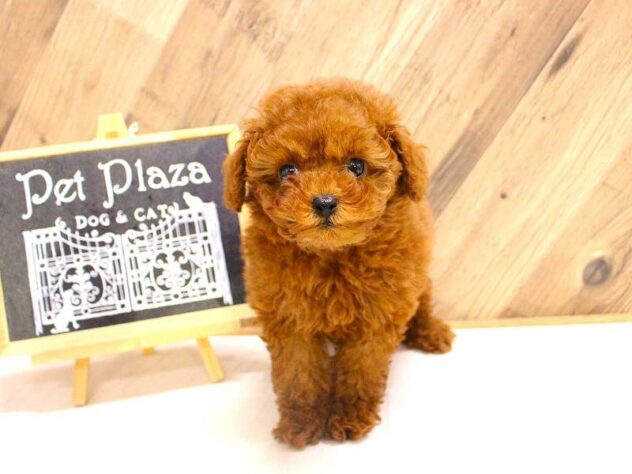 兵庫県のトイプードル(トイ) (ペット・プラザ アミーゴつかしん店/2026年2月18日生まれ/女の子/レッドフォーン)の子犬の1枚目の画像