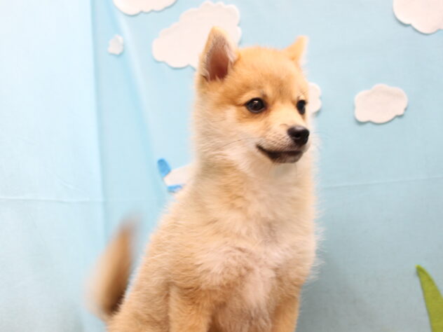 愛媛県のハーフ犬・ミックス犬 (アミーゴ今治店/2025年12月4日生まれ/男の子/赤)の子犬の2枚目の画像