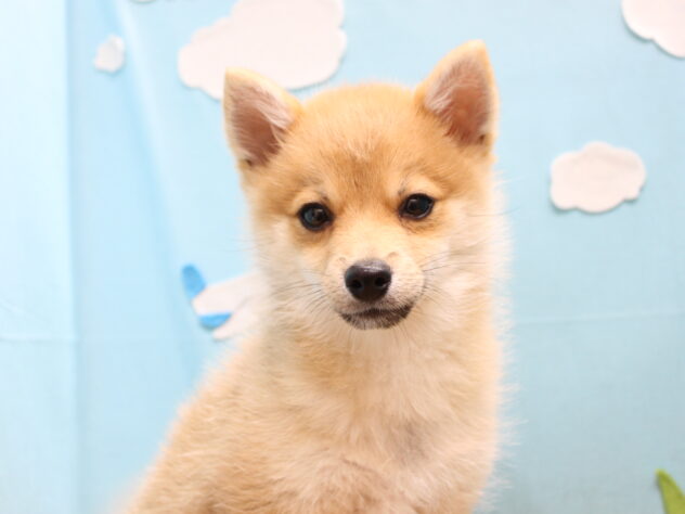 愛媛県のハーフ犬・ミックス犬 (アミーゴ今治店/2025年12月4日生まれ/男の子/赤)の子犬の1枚目の画像