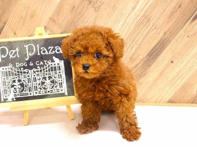 兵庫県のトイプードル(トイ) (ペット・プラザ アミーゴつかしん店/2026年2月18日生まれ/女の子/レッドフォーン)の子犬の3枚目の画像