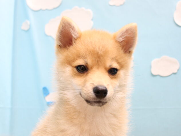 愛媛県のハーフ犬・ミックス犬 (アミーゴ今治店/2025年12月4日生まれ/男の子/赤)の子犬の3枚目の画像