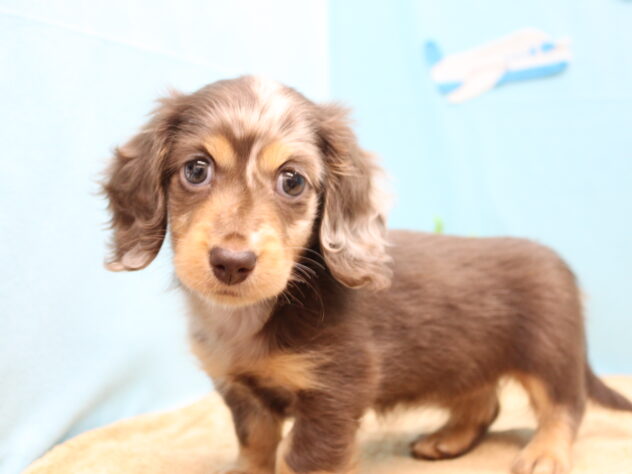 愛媛県のミニチュアダックスフンド(ロング) (アミーゴ今治店/2026年2月13日生まれ/女の子/チョコレートダップル)の子犬の3枚目の画像