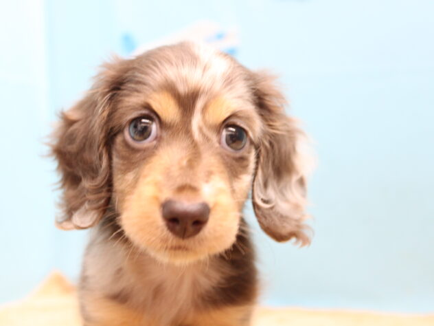 愛媛県のミニチュアダックスフンド(ロング) (アミーゴ今治店/2026年2月13日生まれ/女の子/チョコレートダップル)の子犬の1枚目の画像