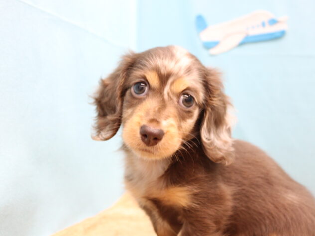 愛媛県のミニチュアダックスフンド(ロング) (アミーゴ今治店/2026年2月13日生まれ/女の子/チョコレートダップル)の子犬の2枚目の画像