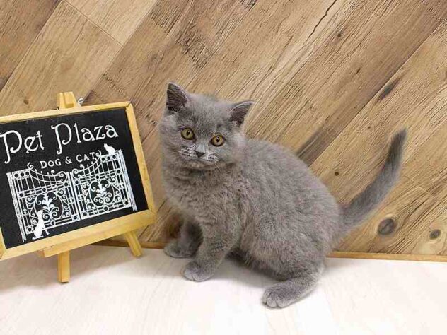 兵庫県のブリティッシュショートヘアー (ペット・プラザ アミーゴつかしん店/2026年1月31日生まれ/女の子/ブルー)の子猫の3枚目の画像