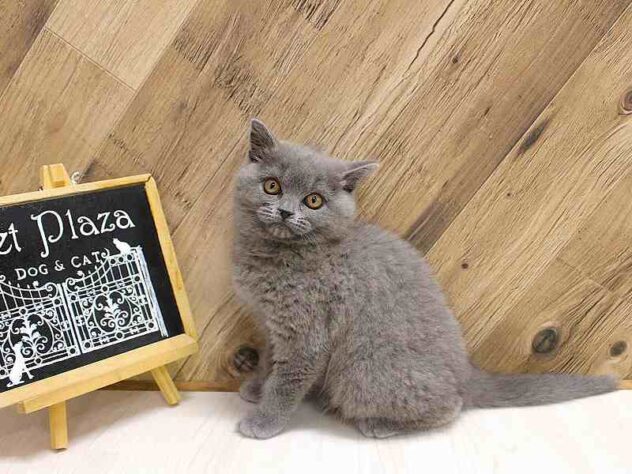 兵庫県のブリティッシュショートヘアー (ペット・プラザ アミーゴつかしん店/2026年1月31日生まれ/女の子/ブルー)の子猫の2枚目の画像