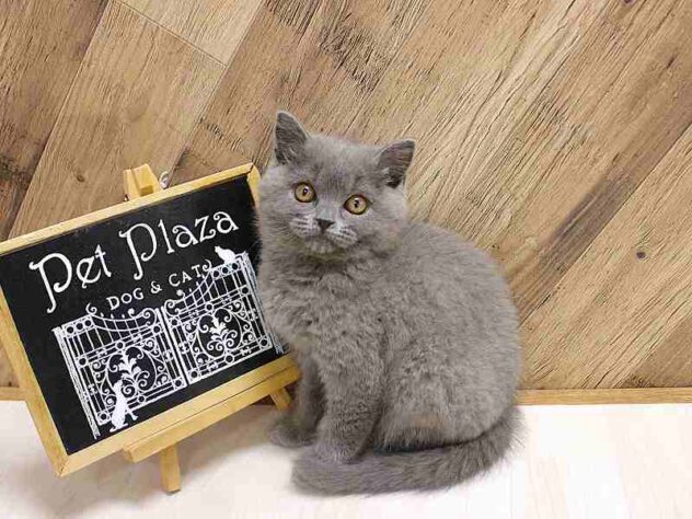 兵庫県のブリティッシュショートヘアー (ペット・プラザ アミーゴつかしん店/2026年1月31日生まれ/女の子/ブルー)の子猫の1枚目の画像