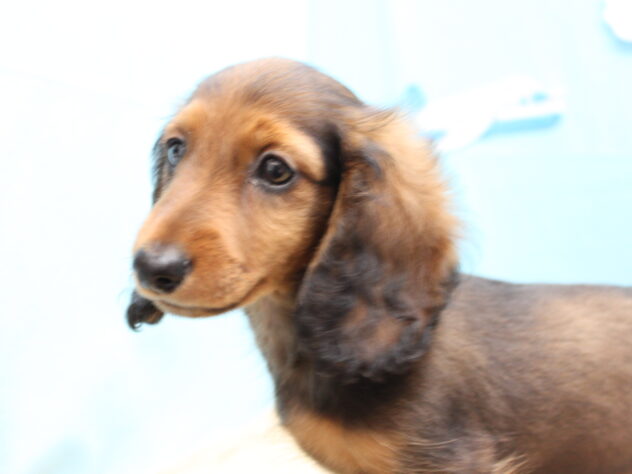 愛媛県のカニンヘンダックスフンド(ロング) (アミーゴ今治店/2026年2月5日生まれ/男の子/レッド)の子犬の2枚目の画像