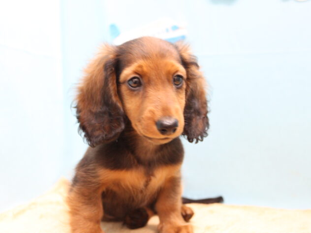 愛媛県のカニンヘンダックスフンド(ロング) (アミーゴ今治店/2026年2月5日生まれ/男の子/レッド)の子犬の1枚目の画像