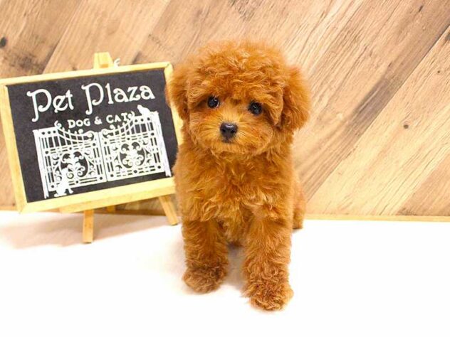 兵庫県のトイプードル(トイ) (ペット・プラザ アミーゴつかしん店/2026年2月5日生まれ/女の子/レッドフォーン)の子犬の3枚目の画像