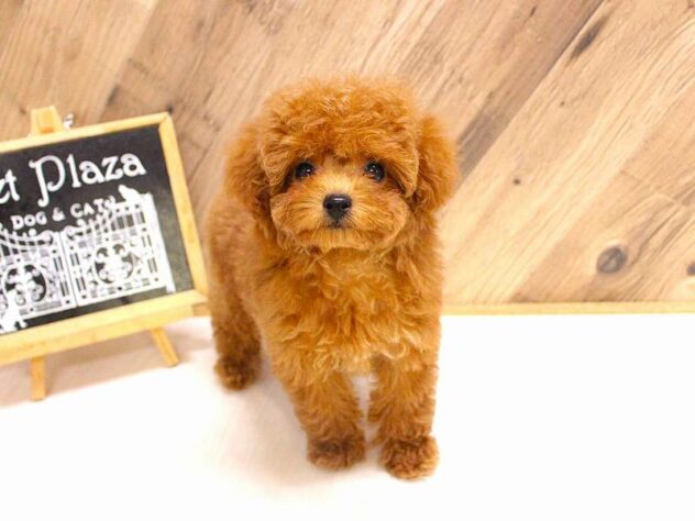 兵庫県のトイプードル(トイ) (ペット・プラザ アミーゴつかしん店/2026年2月5日生まれ/女の子/レッドフォーン)の子犬の1枚目の画像
