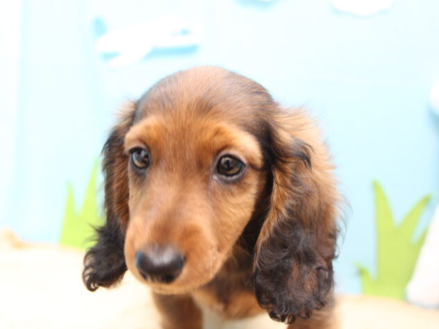 愛媛県のカニンヘンダックスフンド(ロング) (アミーゴ今治店/2026年2月5日生まれ/男の子/レッド)の子犬の3枚目の画像