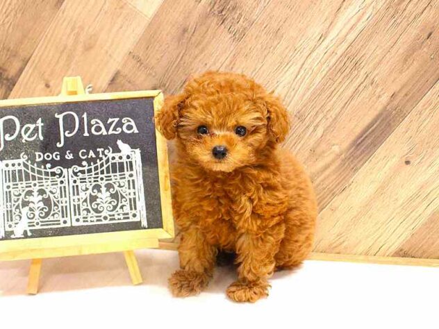 兵庫県のトイプードル(トイ) (ペット・プラザ アミーゴつかしん店/2026年2月18日生まれ/男の子/レッドフォーン)の子犬の1枚目の画像