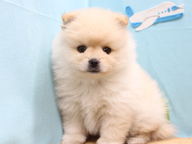 愛媛県のポメラニアン (アミーゴ今治店/2026年2月15日生まれ/女の子/クリーム)の子犬