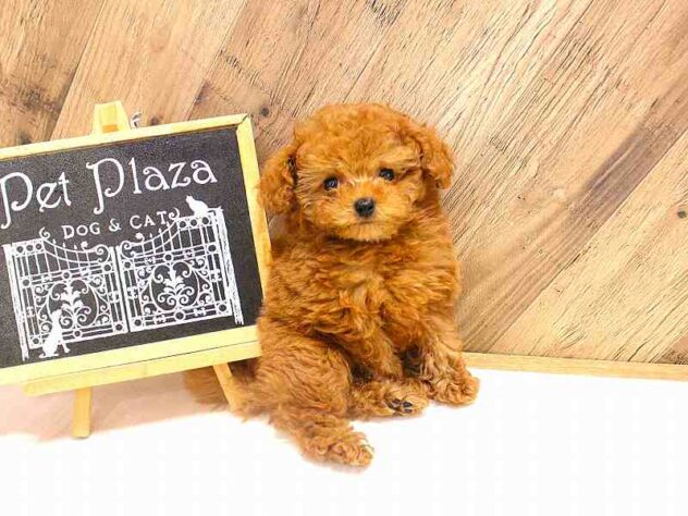 兵庫県のトイプードル(トイ) (ペット・プラザ アミーゴつかしん店/2026年2月18日生まれ/男の子/レッドフォーン)の子犬の2枚目の画像