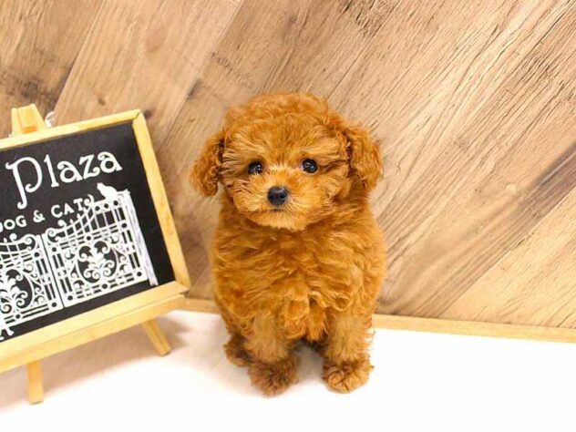 兵庫県のトイプードル(トイ) (ペット・プラザ アミーゴつかしん店/2026年2月18日生まれ/男の子/レッドフォーン)の子犬の3枚目の画像