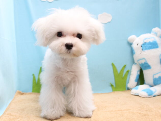 愛媛県のマルチーズ (アミーゴ今治店/2025年11月23日生まれ/男の子/ホワイト)の子犬の2枚目の画像