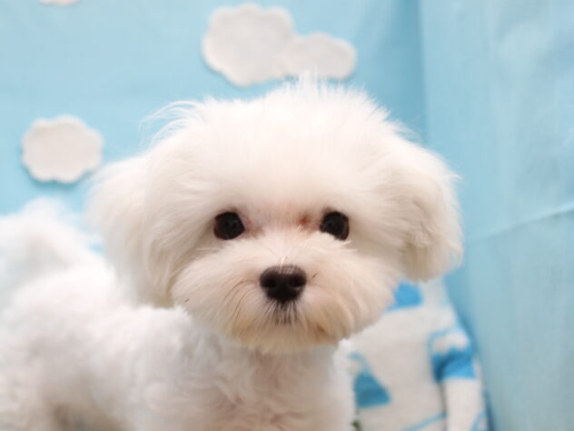 愛媛県のマルチーズ (アミーゴ今治店/2025年11月23日生まれ/男の子/ホワイト)の子犬の1枚目の画像