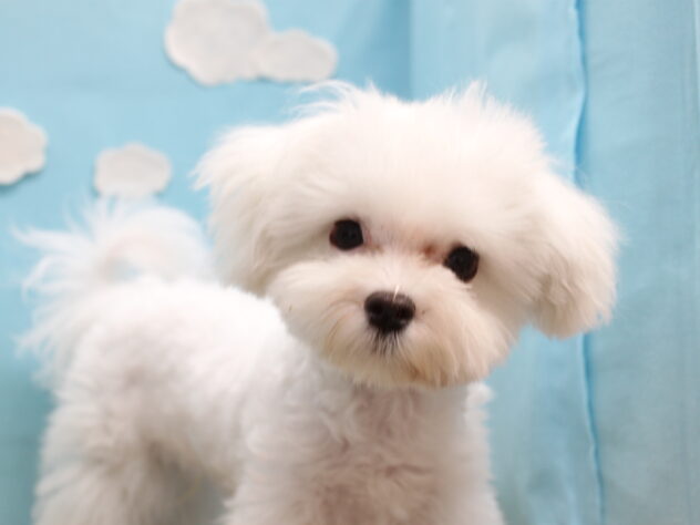 愛媛県のマルチーズ (アミーゴ今治店/2025年11月23日生まれ/男の子/ホワイト)の子犬の3枚目の画像