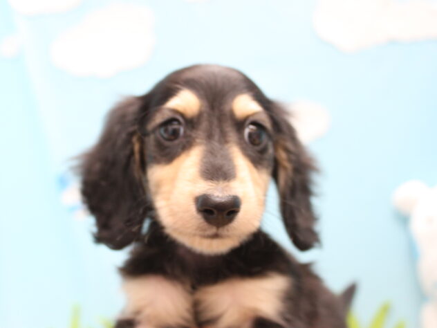 愛媛県のミニチュアダックスフンド(ロング) (アミーゴ今治店/2026年2月24日生まれ/男の子/ブラックイエロー)の子犬の1枚目の画像