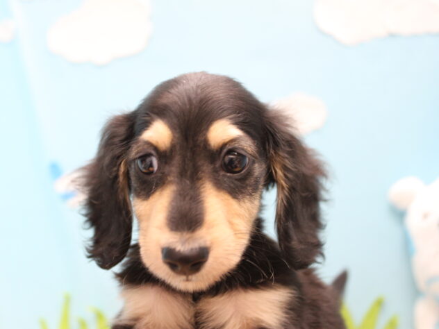 愛媛県のミニチュアダックスフンド(ロング) (アミーゴ今治店/2026年2月24日生まれ/男の子/ブラックイエロー)の子犬の3枚目の画像