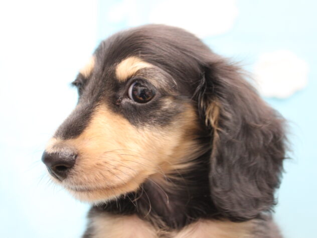 愛媛県のミニチュアダックスフンド(ロング) (アミーゴ今治店/2026年2月24日生まれ/男の子/ブラックイエロー)の子犬の2枚目の画像