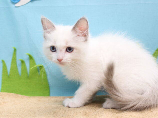 愛媛県のラグドール (アミーゴ今治店/2026年2月22日生まれ/女の子/ブルーポイントバイカラー)の子猫の3枚目の画像