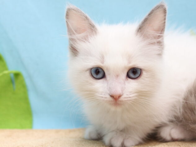 愛媛県のラグドール (アミーゴ今治店/2026年2月22日生まれ/女の子/ブルーポイントバイカラー)の子猫の1枚目の画像