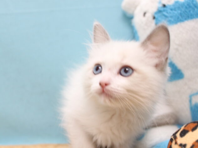 愛媛県のラグドール (アミーゴ今治店/2026年2月22日生まれ/女の子/ブルーポイントバイカラー)の子猫の2枚目の画像